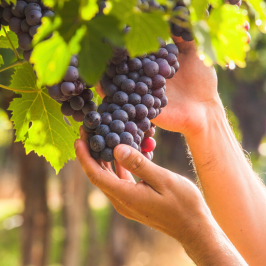 Piedmont Grape Harvest Experience