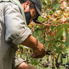 Piedmont Grape Harvest Experience