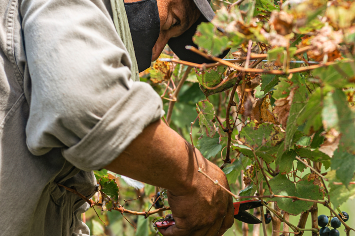 Piedmont Grape Harvest Experience