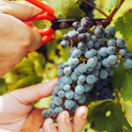 Piedmont Grape Harvest Experience