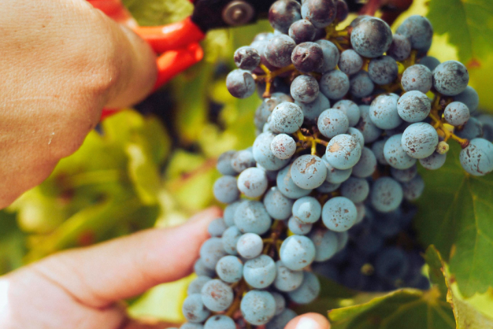 Piedmont Grape Harvest Experience