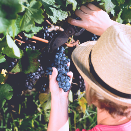 Piedmont Grape Harvest Experience
