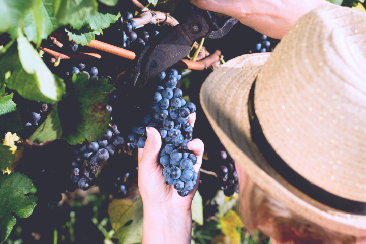 Piedmont Grape Harvest Experience