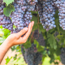 Piedmont Grape Harvest Experience
