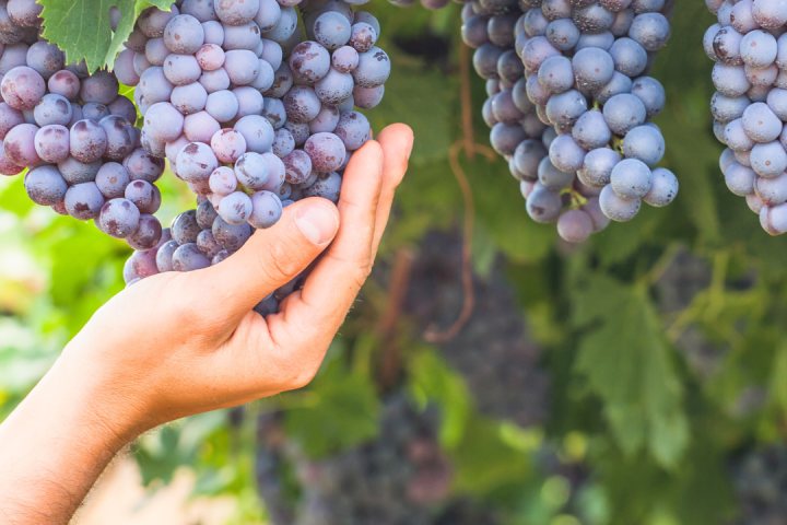 Piedmont Grape Harvest Experience