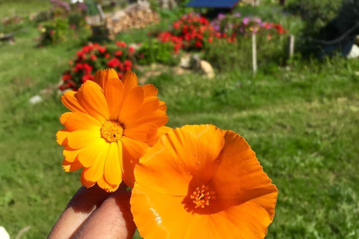 Self-Sufficient Farm Experience