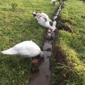 Self-Sufficient Farm Experience