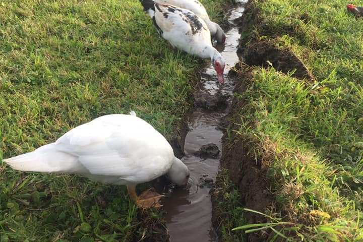 Self-Sufficient Farm Experience
