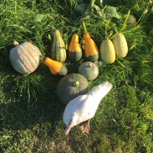 Self-Sufficient Farm Experience