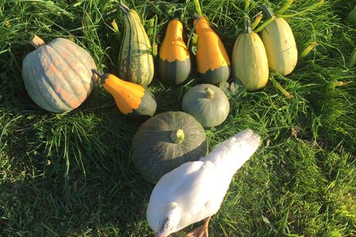 Self-Sufficient Farm Experience