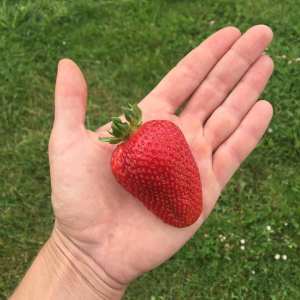 Self-Sufficient Farm Experience