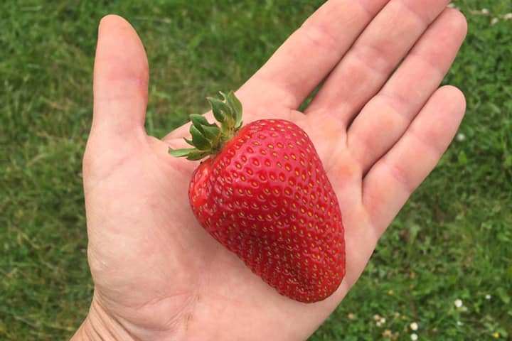 Self-Sufficient Farm Experience