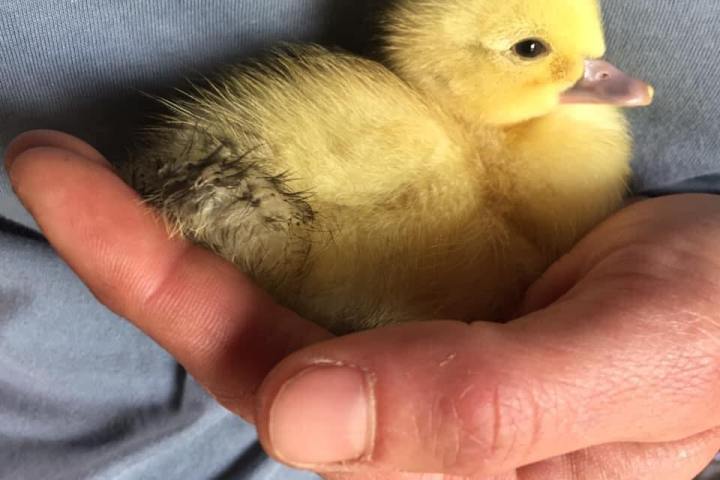 Self-Sufficient Farm Experience