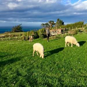 Self-Sufficient Farm Experience