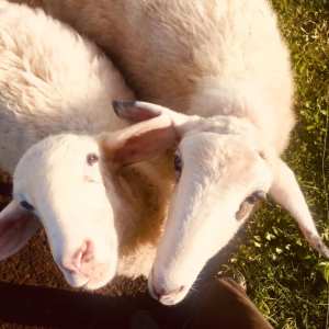 Self-Sufficient Farm Experience