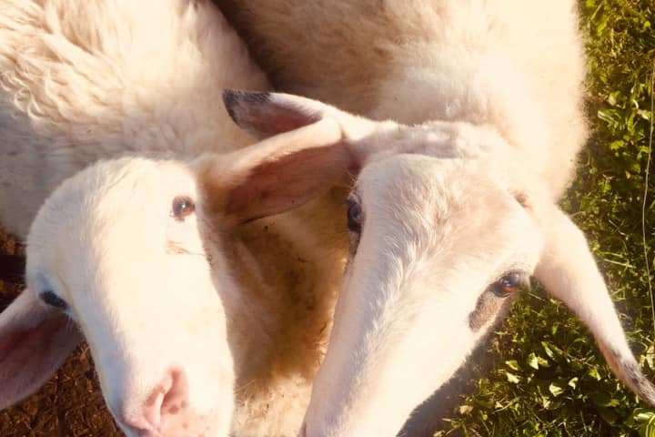 Self-Sufficient Farm Experience