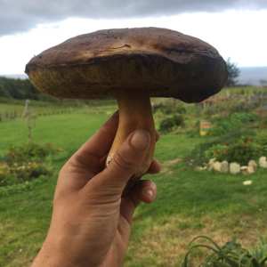 Self-Sufficient Farm Experience