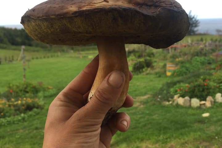 Self-Sufficient Farm Experience