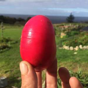 Self-Sufficient Farm Experience