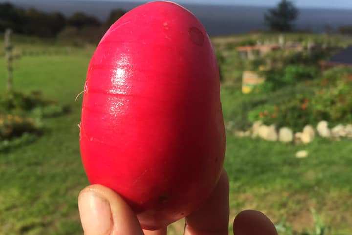 Self-Sufficient Farm Experience