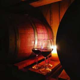 Tolentino Natural Wine Tasting