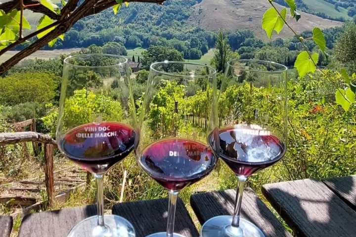 Tolentino Natural Wine Tasting