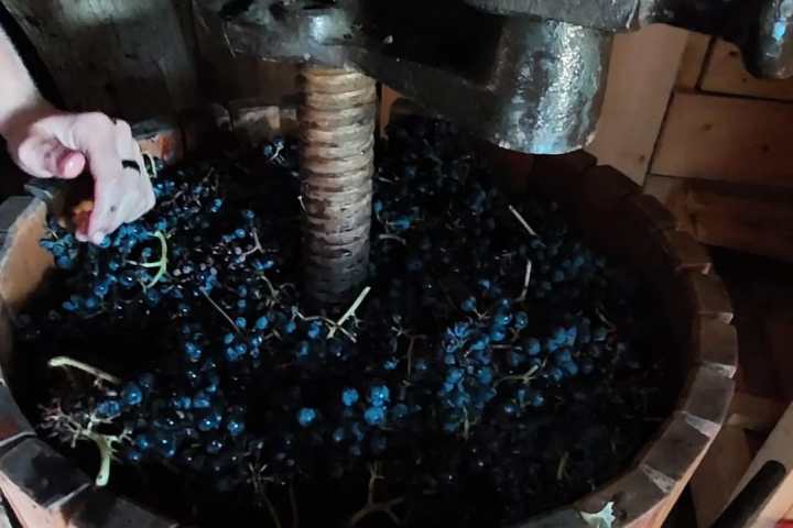 Tolentino Natural Wine Tasting