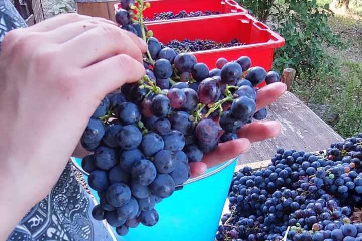 Tolentino Natural Wine Tasting