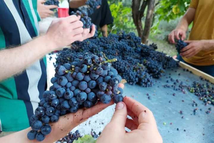 Tolentino Natural Wine Tasting