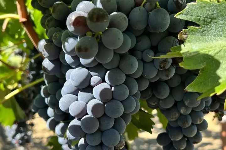 Tolentino Natural Wine Tasting