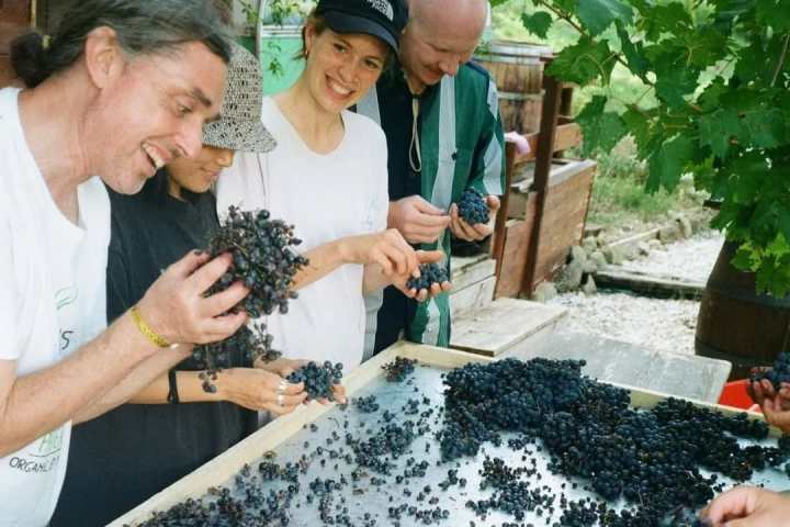 Tolentino Natural Wine Tasting