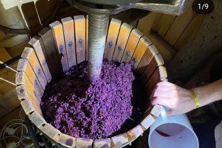 Tolentino Natural Wine Tasting