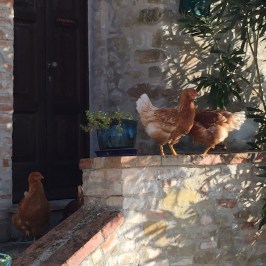 Natural Wine Tasting & Farm Tour