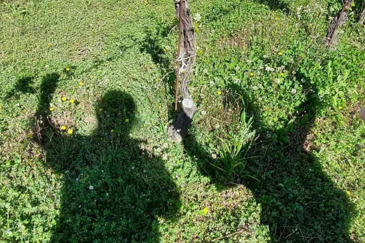 Natural Wine Tasting & Farm Tour