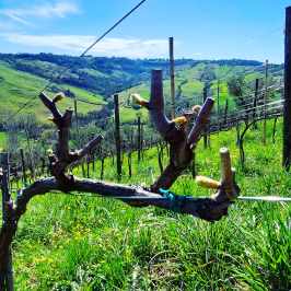 Natural Wine Tasting & Farm Tour