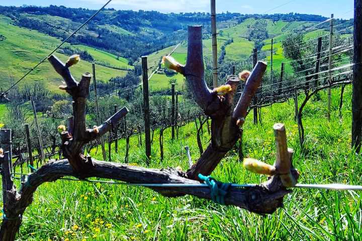 Natural Wine Tasting & Farm Tour