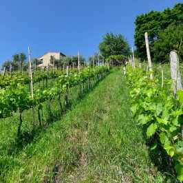 Natural Wine Tasting & Farm Tour