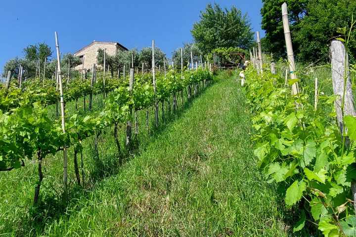 Natural Wine Tasting & Farm Tour