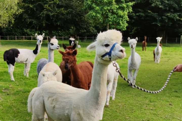 Normandy Alpaca Farm Walking Experience