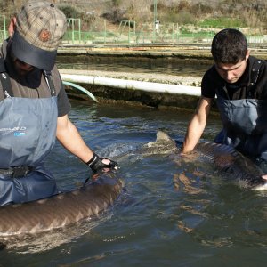 Caviar Tasting & Guided Experience