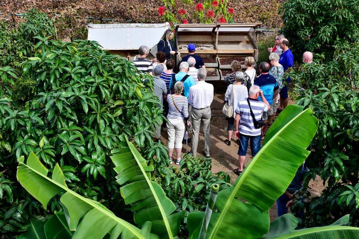 Gran Canarias Coffee Experience