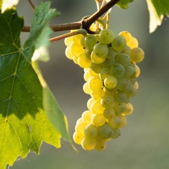 Alsace Wine & Terroir Experience