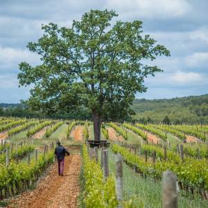 Provence Immersive Wine Experience