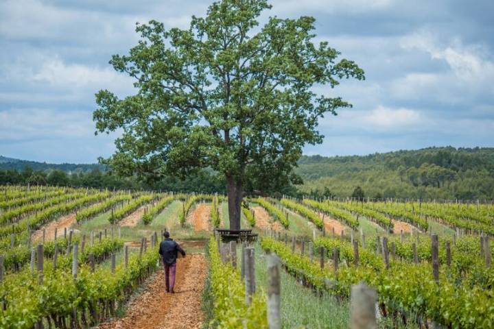 Provence Immersive Wine Experience