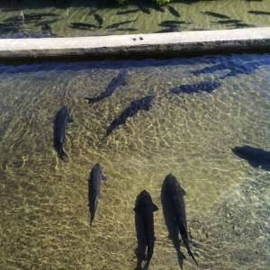 Caviar Tasting & Guided Experience