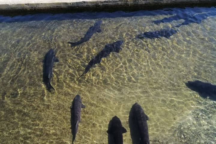 Caviar Tasting & Guided Experience