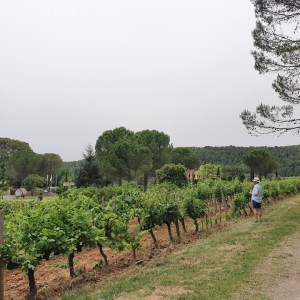 Provence Immersive Wine Experience