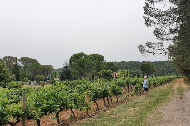 Provence Immersive Wine Experience