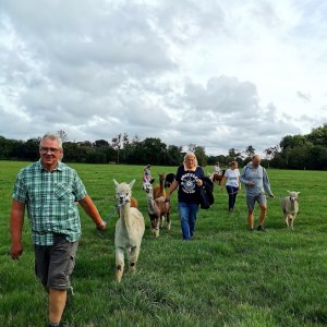 Normandy Alpaca Farm Walking Experience