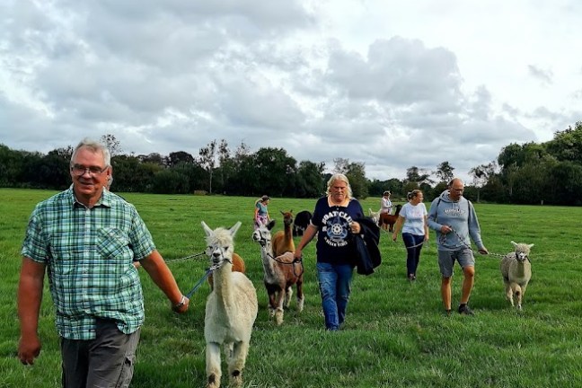 Normandy Alpaca Farm Walking Experience